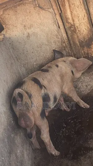 We Have Healthy Pig and Piglets for Sale