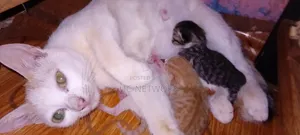 0-1 month Female Mixed Breed Cat