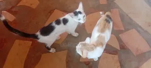 0-1 month Female Mixed Breed Cat