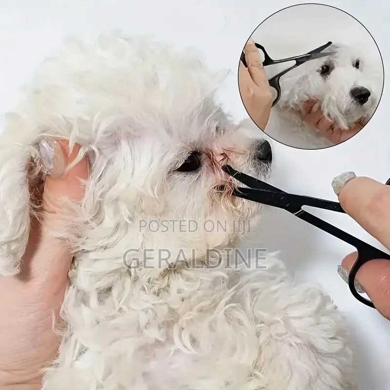 1-3 months Female Purebred Maltipoo
