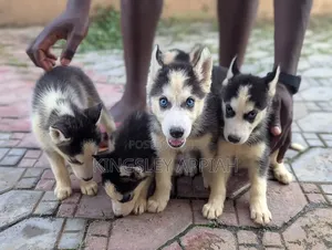 1-3 months Male Purebred Siberian Husky