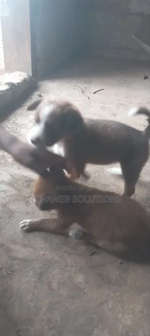 1-3 months Male Mixed Breed Dog