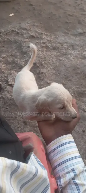 1-3 months Male Mixed Breed Dog