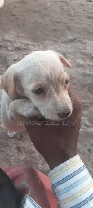 1-3 months Male Mixed Breed Dog
