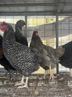 Matured Krouiler Birds for Sale