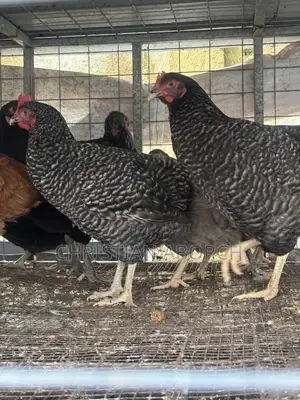 Matured Krouiler Birds for Sale