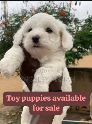 1-3 months Male Purebred Poodle