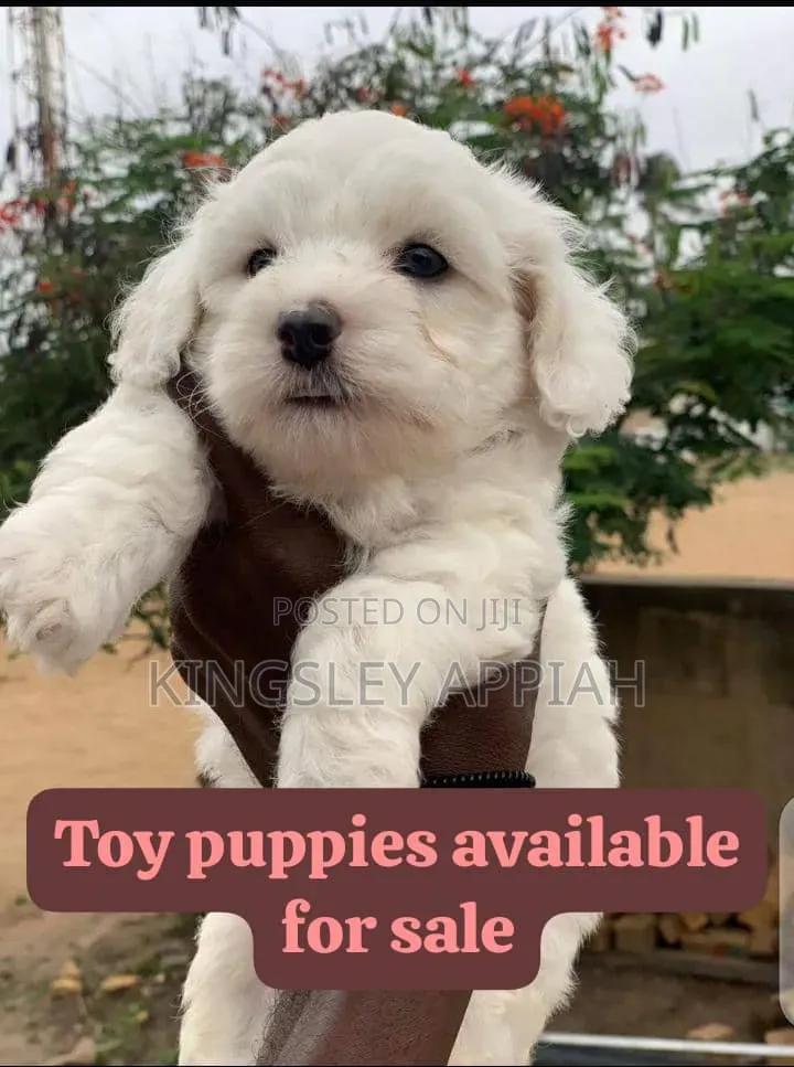 1-3 months Male Purebred Poodle