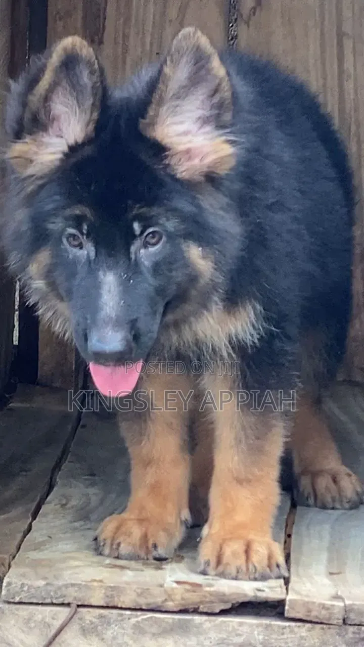 3-6 months Male Purebred German Shepherd