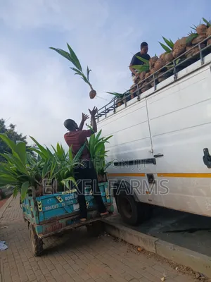 Big Harvest Hybrid and Dwarf Coconut Seedlings.Bulk Purchase 1000 PCS
