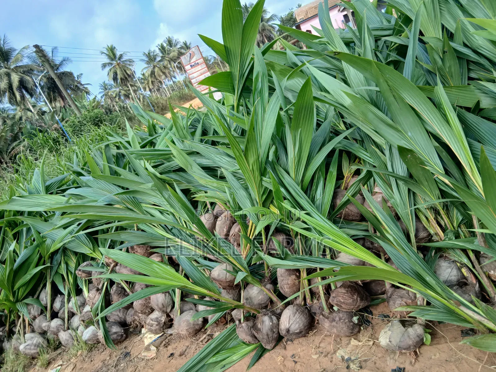 Big Harvest Hybrid and Dwarf Coconut Seedlings.Bulk Purchase 1000 PCS