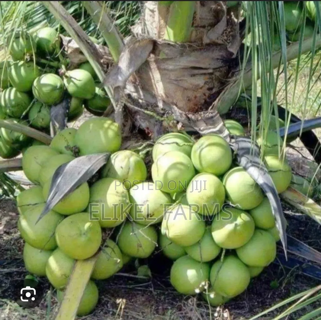 Big Harvest Hybrid and Dwarf Coconut Seedlings.Bulk Purchase 1000 PCS