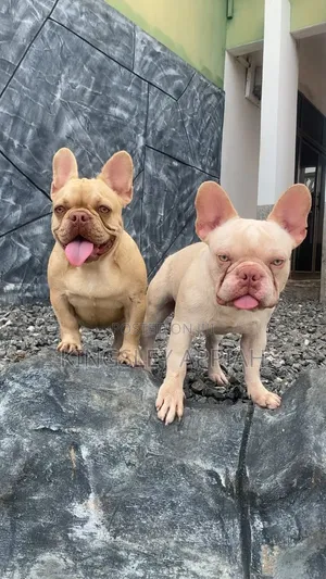 1-3 months Male Purebred French Bulldog