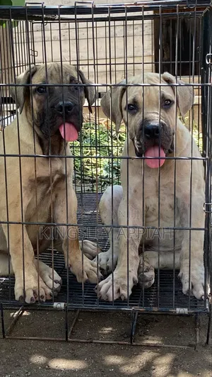 3-6 months Male Purebred Boerboel