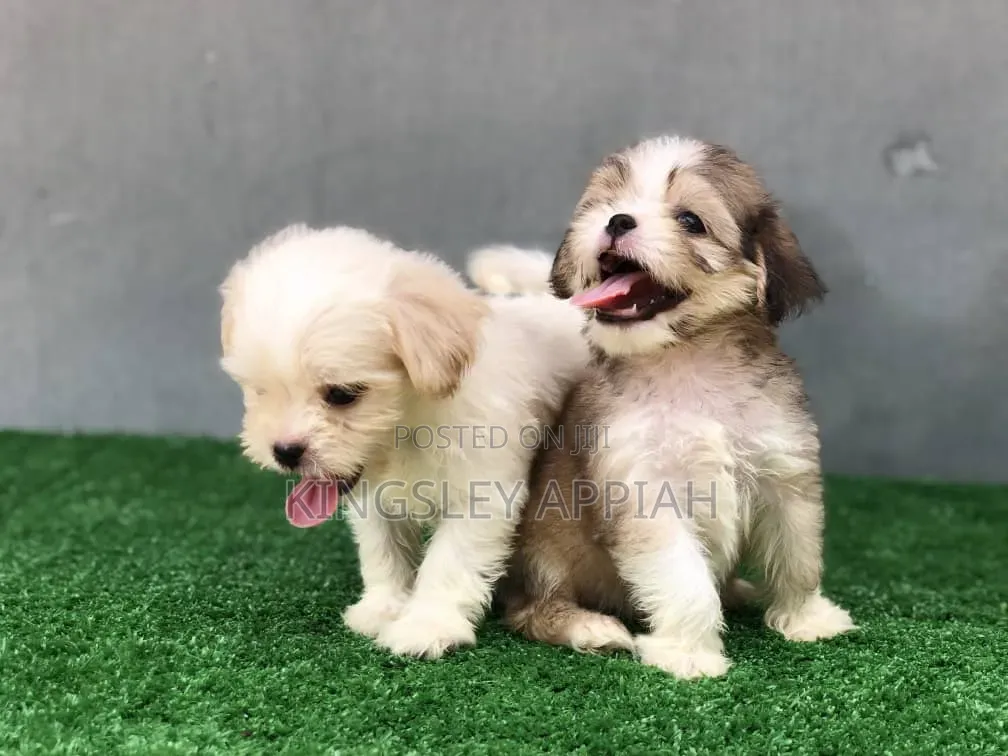 1-3 months Female Purebred Poodle