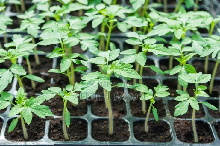 Tomatoes Seedlings