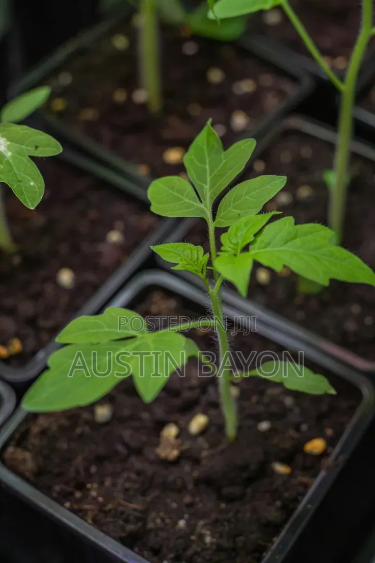 Tomatoes Seedlings