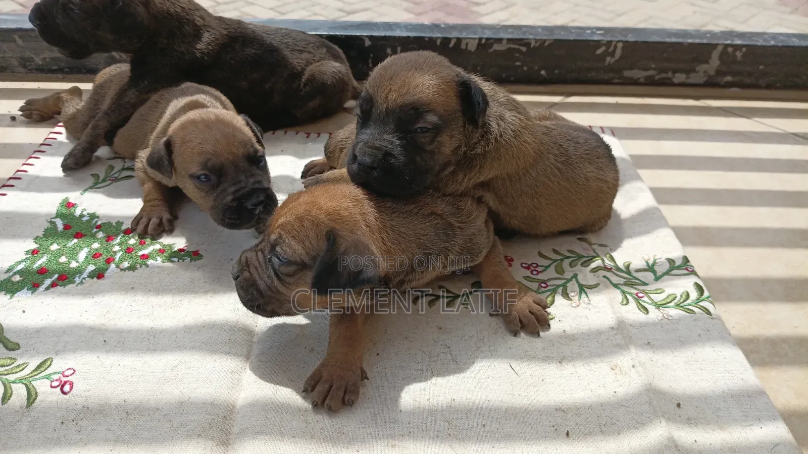 3-6 months Male Purebred Boerboel