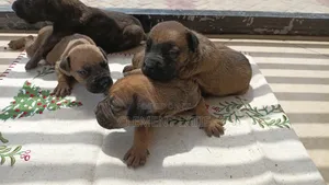 3-6 months Male Purebred Boerboel