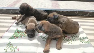 3-6 months Male Purebred Boerboel