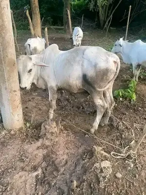 Healthy and Strong