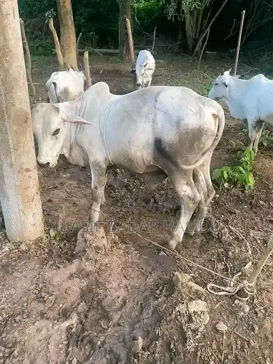 Healthy and Strong