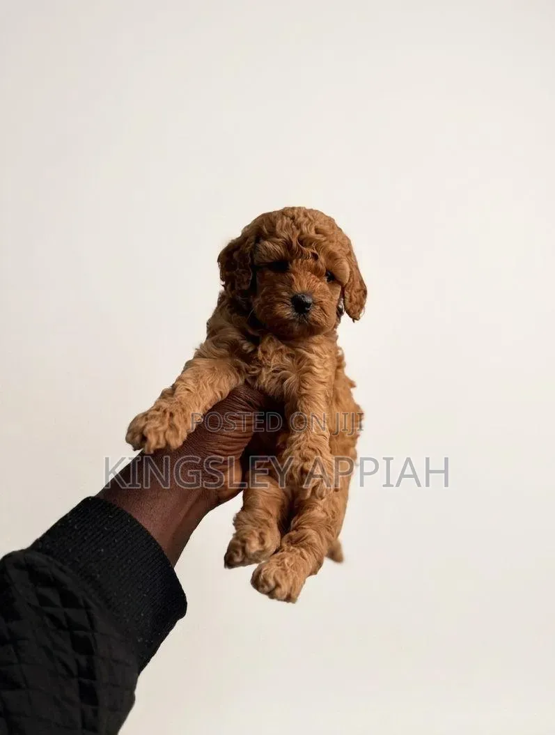 1-3 months Female Purebred Poodle
