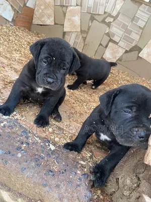 1-3 months Female Purebred Boerboel