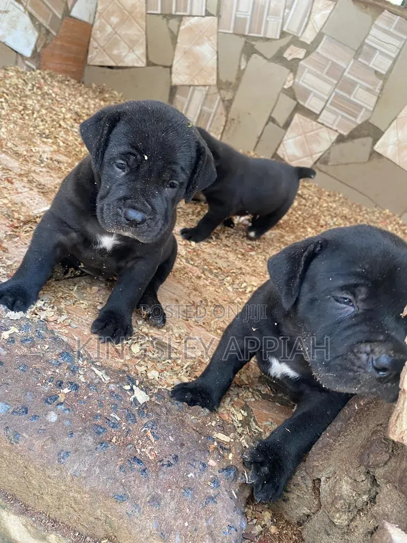 1-3 months Female Purebred Boerboel