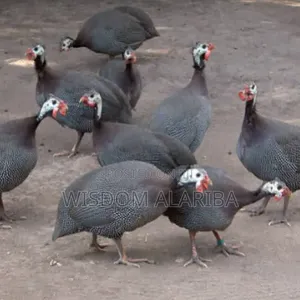 Livestock ,Guinea Fowl, Chicken, Goat Etc