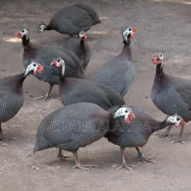 Livestock ,Guinea Fowl, Chicken, Goat Etc