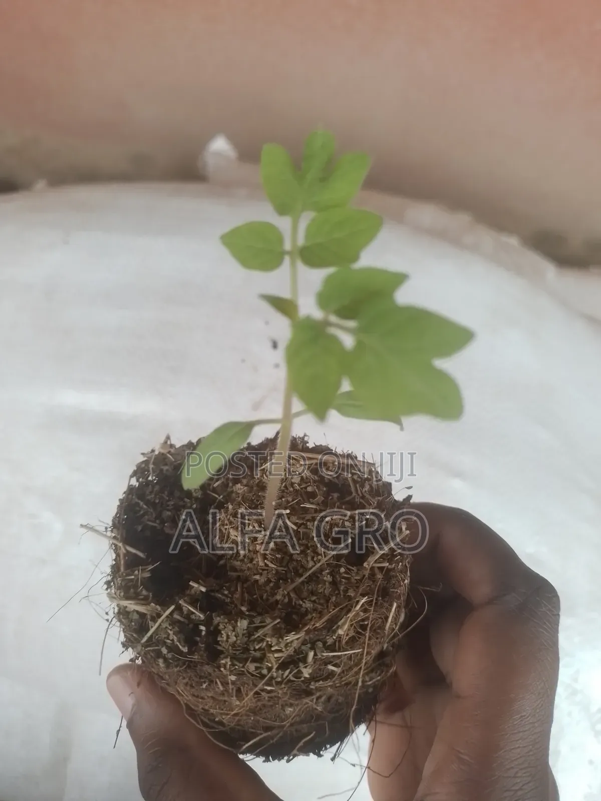 Tomatoes Seedlings