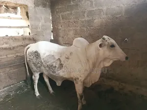 Strong Gudali