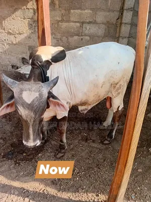 Strong Gudali