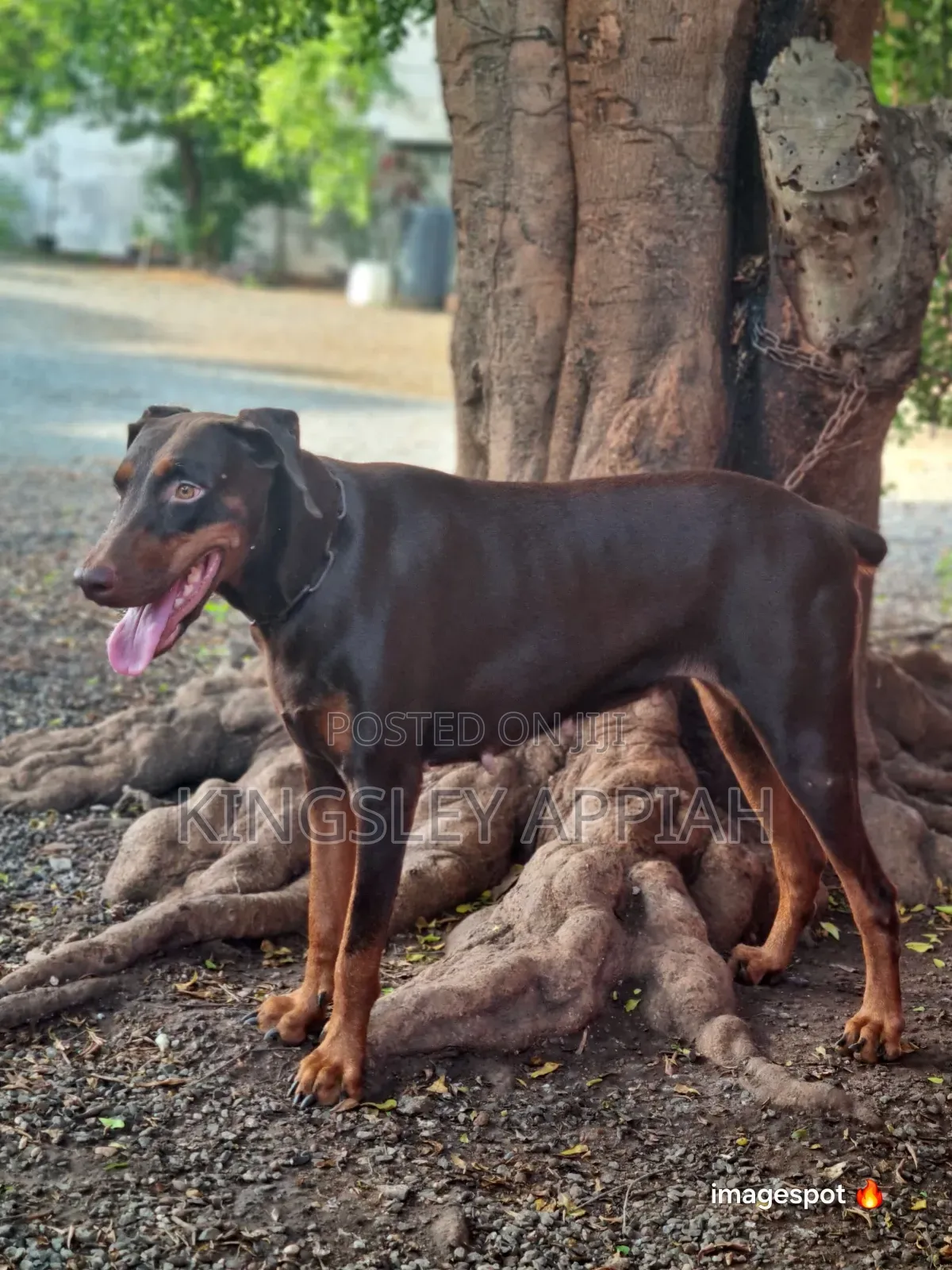 1+ year Female Purebred Doberman Pinscher