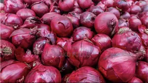 Freshly Harvested Onions