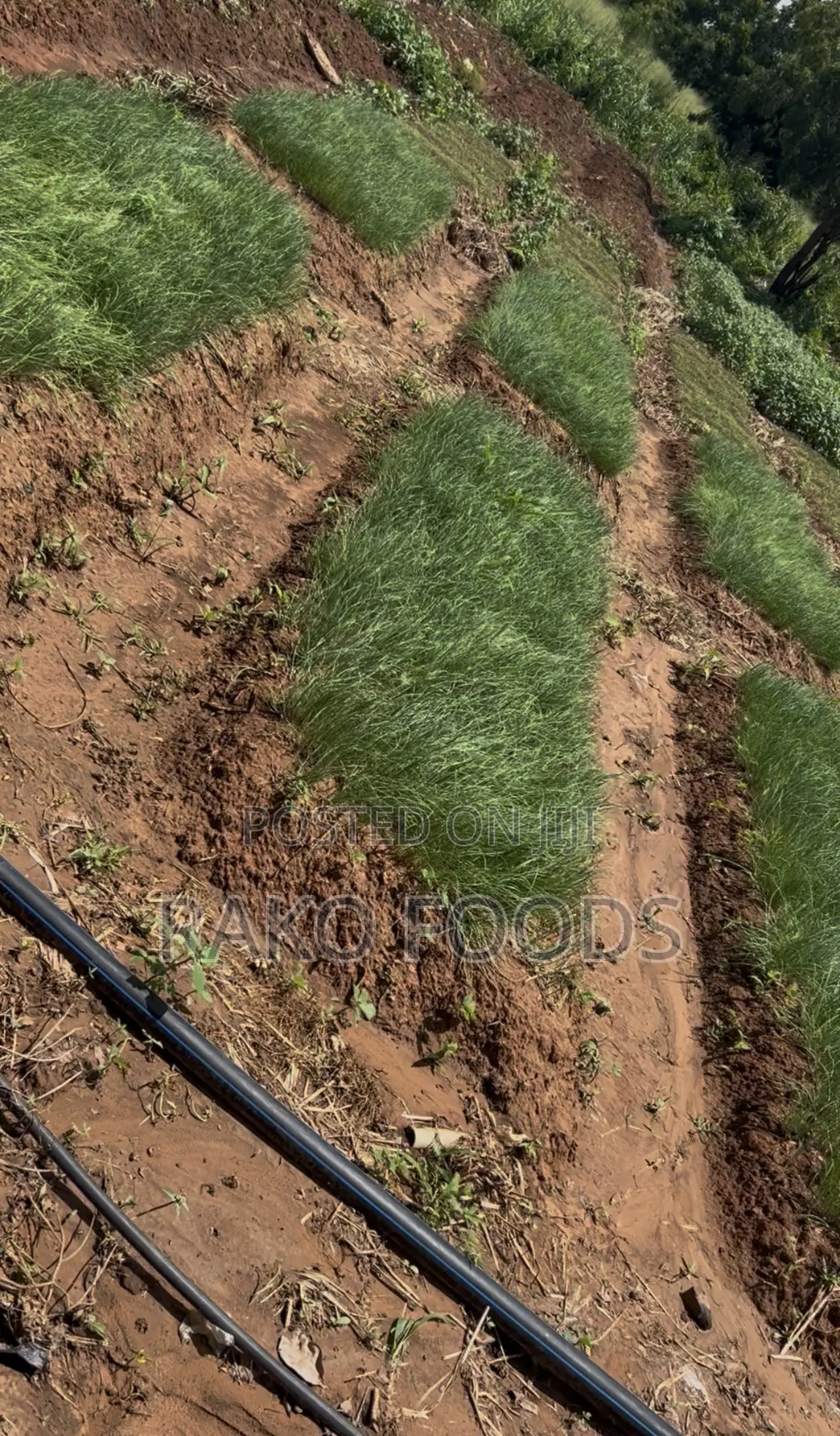 Freshly Harvested Onions