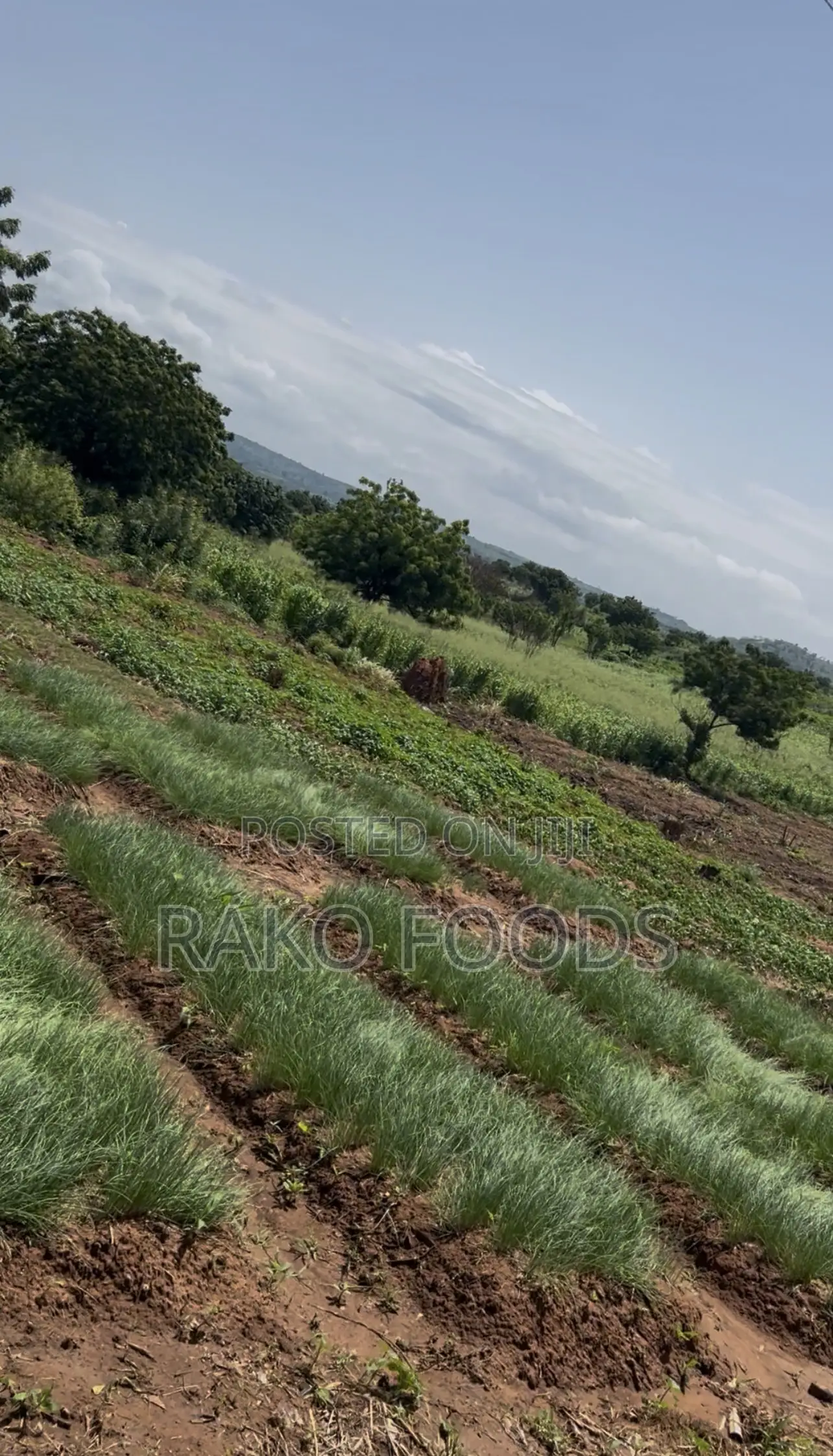 Freshly Harvested Onions