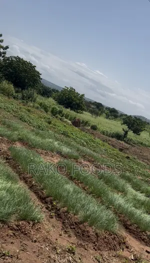 Freshly Harvested Onions