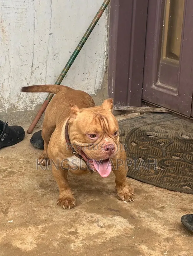 1-3 months Male Purebred American Bully