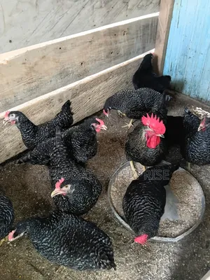 Matured Chicken for Sale