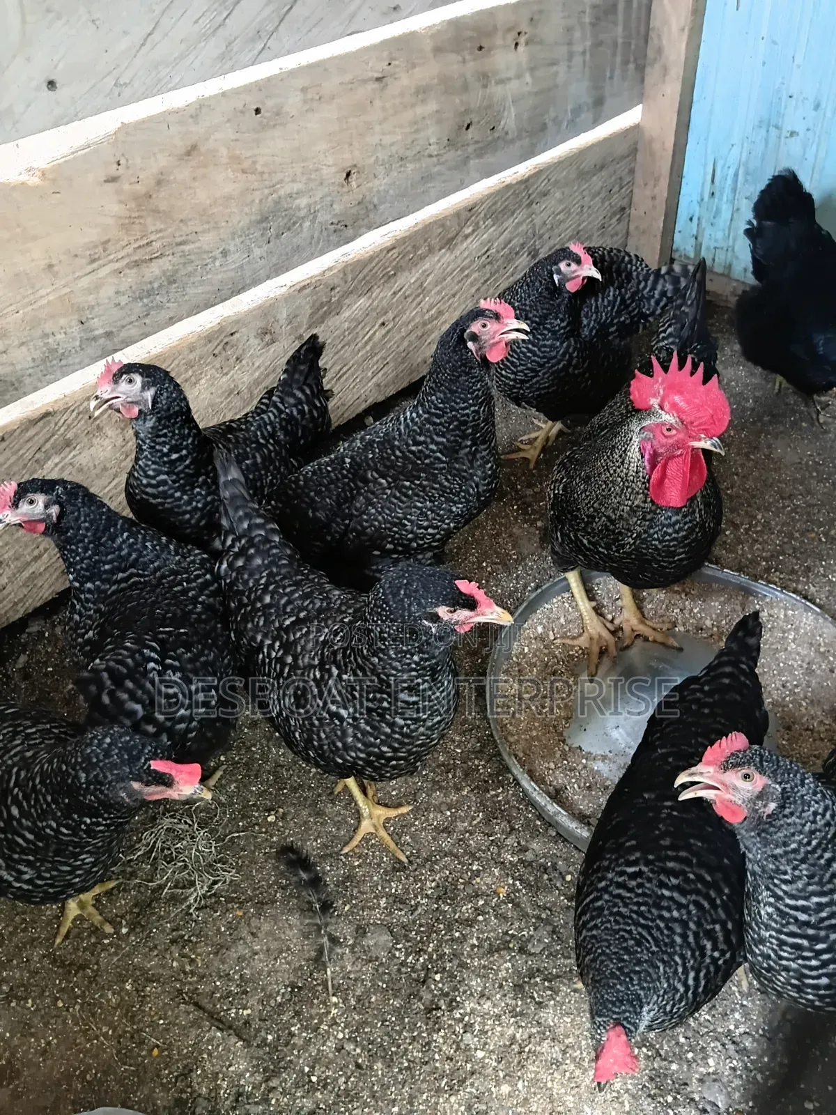 Matured Chicken for Sale