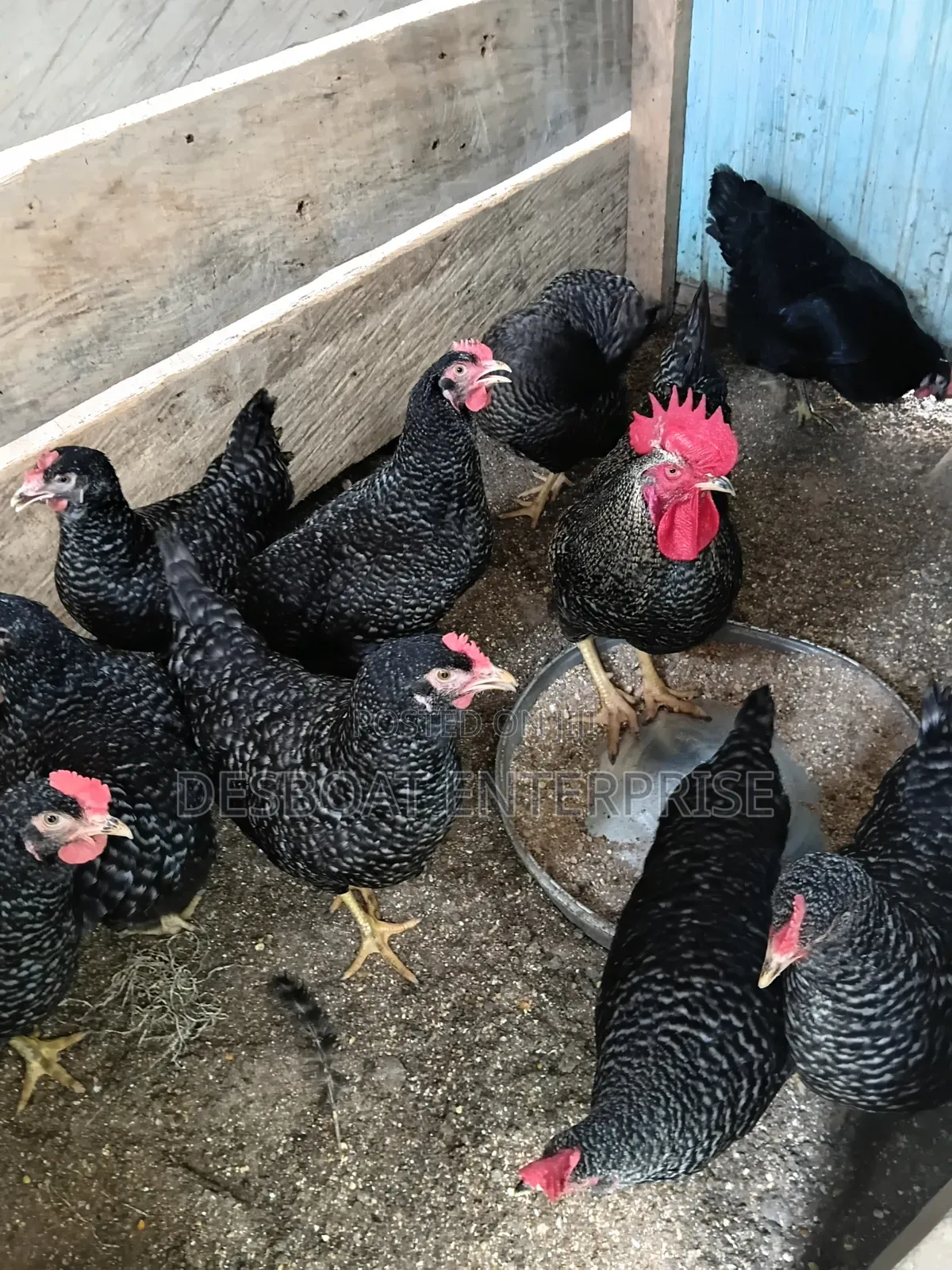Matured Chicken for Sale