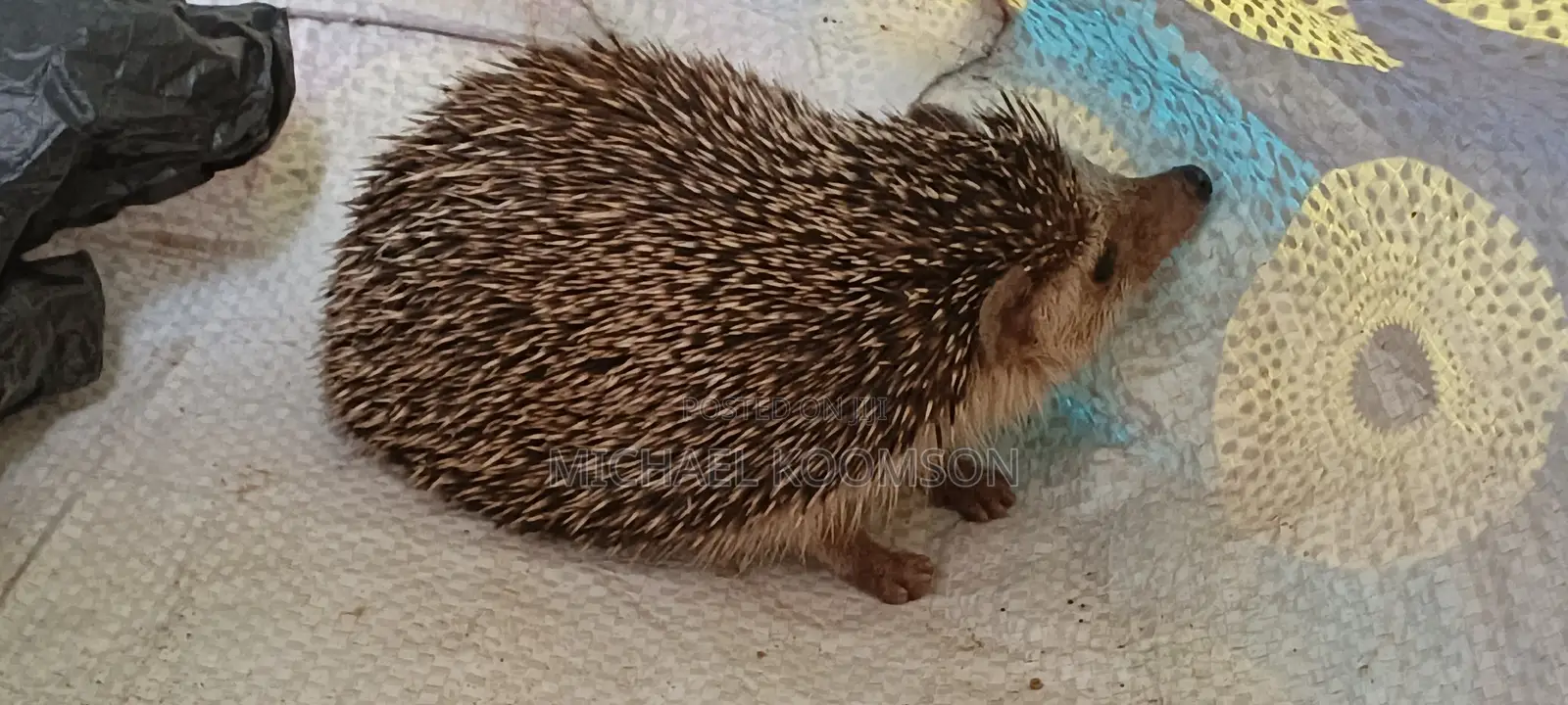 Hedgehog for Sale