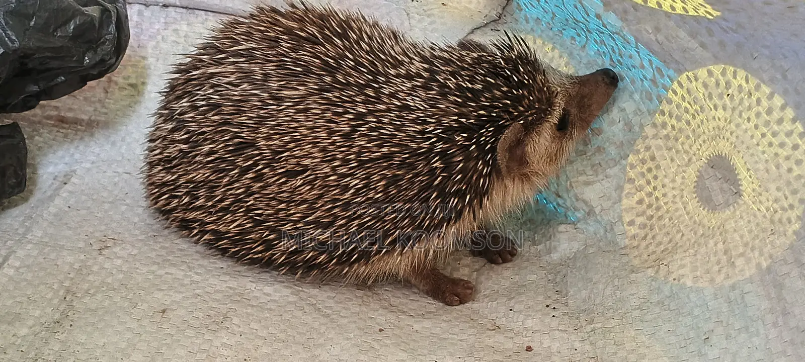 Hedgehog for Sale