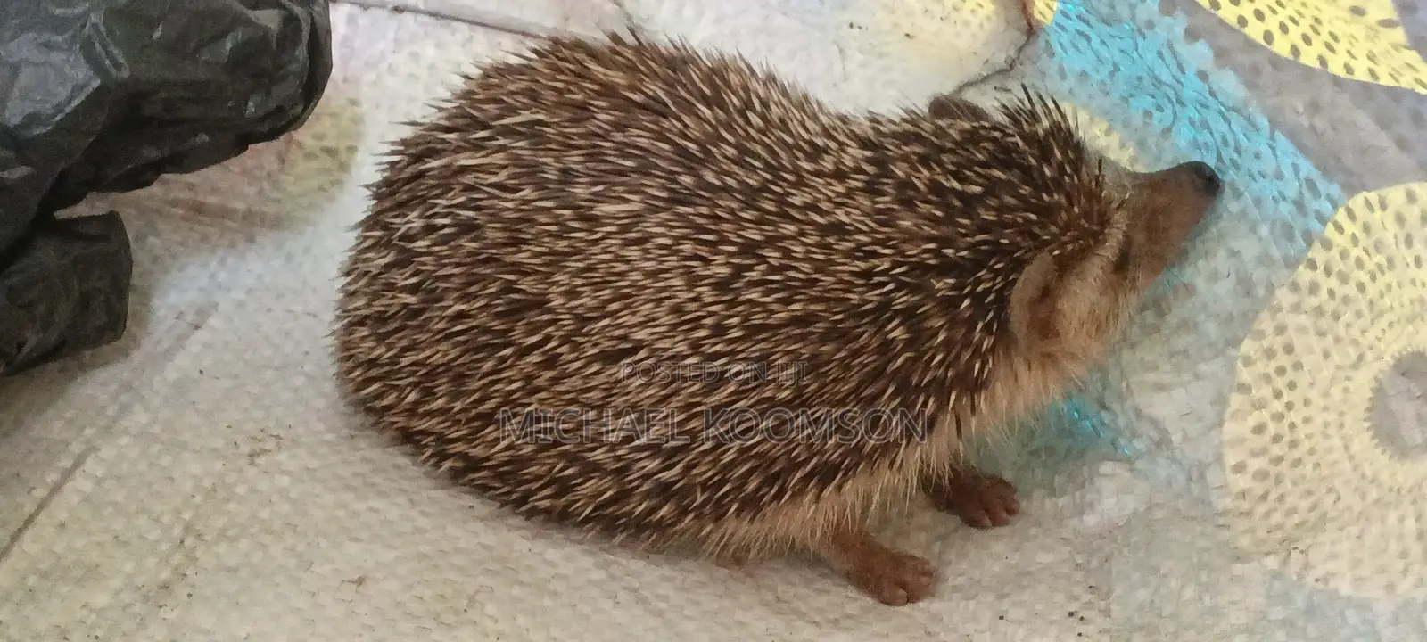 Hedgehog for Sale