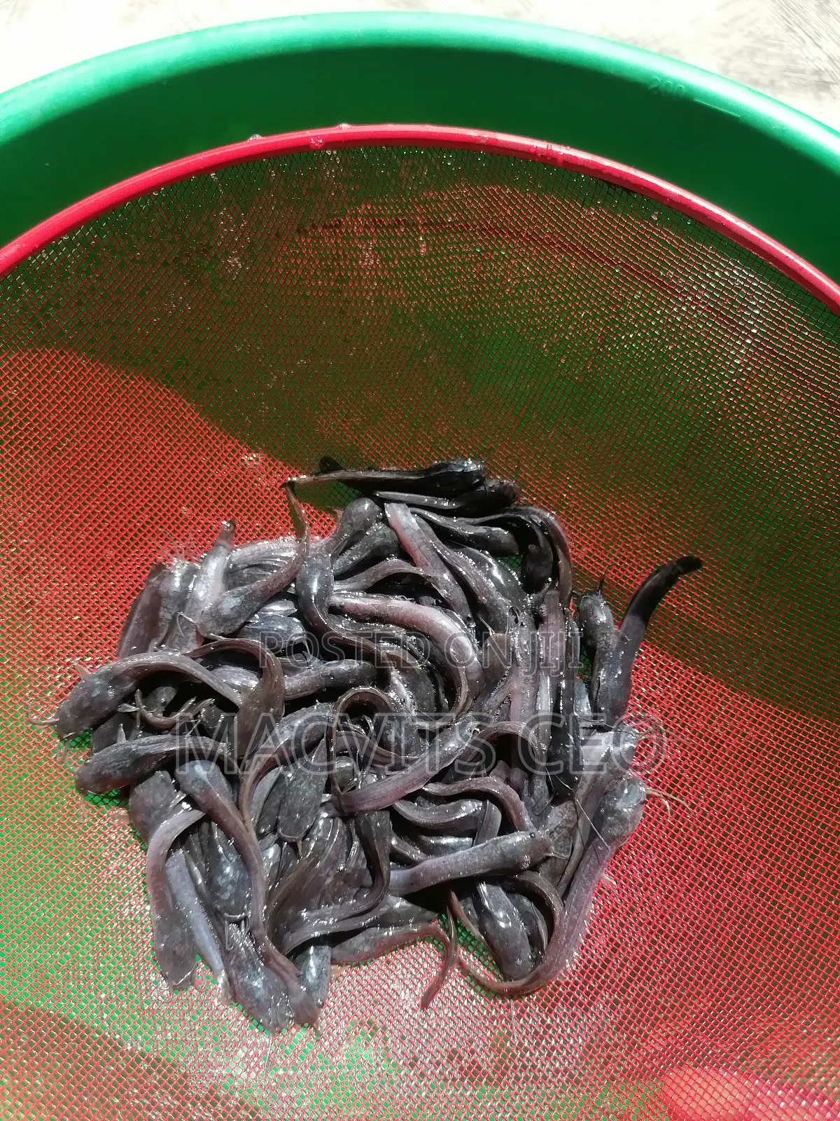 Catfish Juveniles
