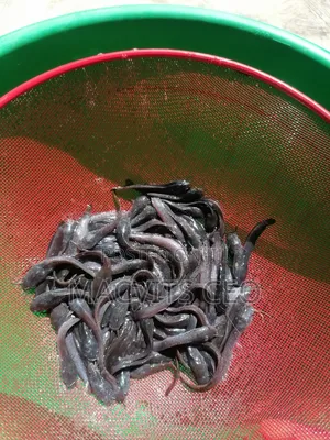 Catfish Juveniles