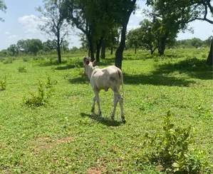 Young Cow (Normal Breed Not Gudali)