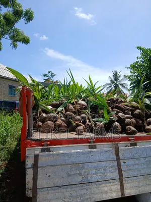 Abundant Harvest Malaysian Dwarf And Hybrid Coconut Seedlings